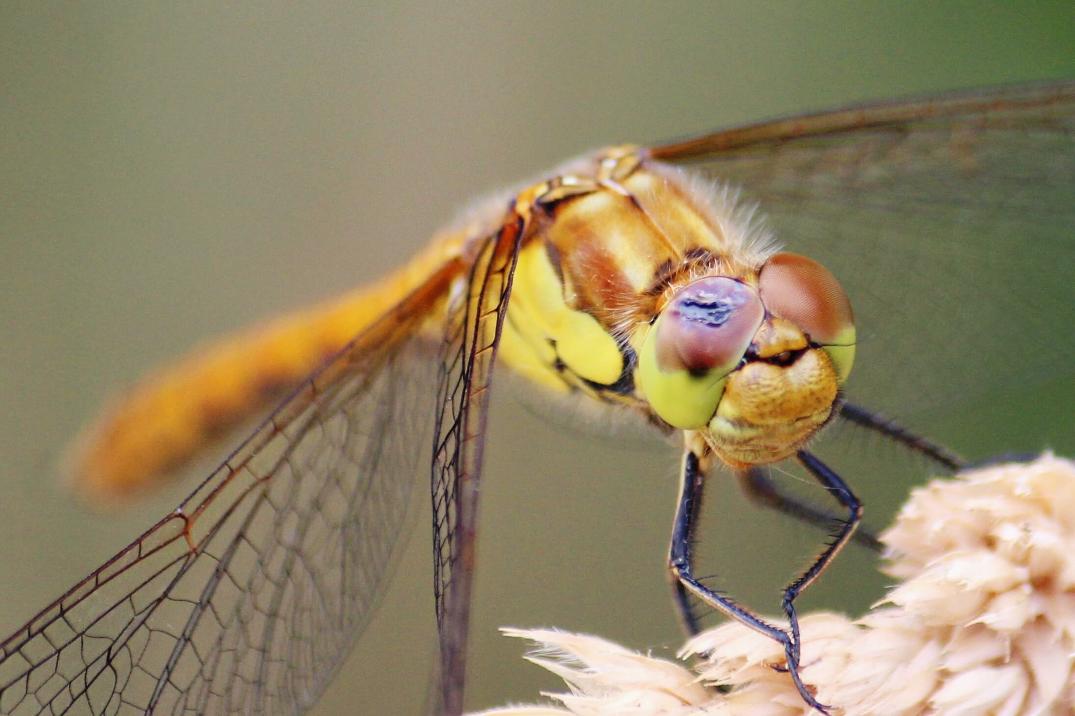 Common Darter showing the bright yellow patch on the side of the thorax and only the faintest black line between the eye and the frons (individual has a damaged right eye) by Alan Holmes